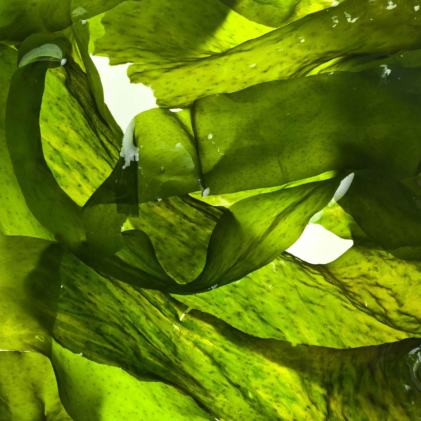 Close up of the green leaves of the natural skincare ingredient, fermented micro algae.