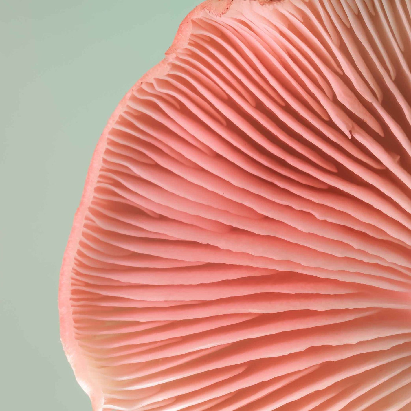 Underneath of a pink fermented mushroom.